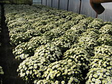 Fot. nika1979, Chryzantema