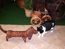 Fot. dama_pik, jak pies z kotem ;)