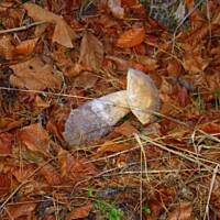 sosik jednogrzybkowy-pachnący i zdrowy