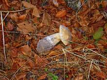 Fot. mag.b, sosik jednogrzybkowy-pachnący i zdrowy