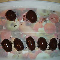 śliweczka w czekoladzie