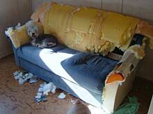 Fot. niebieska-różyczka, Ja nic nie zrobiłem, co wy chcecie?:)))