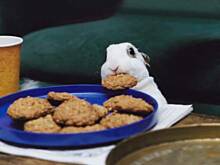 Fot. Violetta1966, Świąteczne Ciasto Owocowe  z humorem