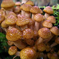 Opieńki marynowane Marty - PNIAKÓWKI