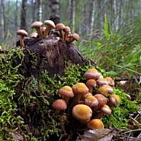 Opieńki marynowane Marty - PNIAKÓWKI