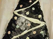 Fot. Nostra2004, Piernik japoński nie tylko na święta - Nostra