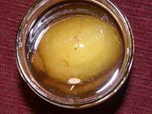 Fot. Hechler Elisabeth, Cytryny przyprawowe