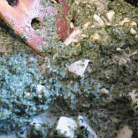 Zapiekanka ze szpinakiem