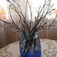 Gałązki wiśni- wróżba Bożego Narodzenia Marty