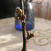 Gałązki wiśni- wróżba Bożego Narodzenia Marty