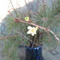 Gałązki wiśni- wróżba Bożego Narodzenia Marty