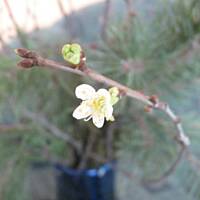 Gałązki wiśni- wróżba Bożego Narodzenia Marty