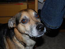 Fot. makusia, Jak nauczyć szczeniaka czystości?