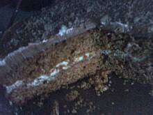 Fot. tyniunia123, Krówka wg tyniuni