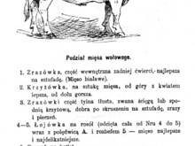 Fot. ekkore, podział mięsa