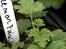 Fot. tineczka, Babka z pachnaca pelargonia