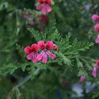 Babka z pachnaca pelargonia