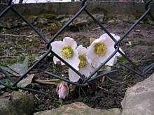 Fot. aleczka, coś jak sasanka