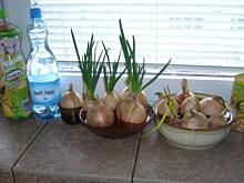 Fot. niebieska-różyczka, Mój szczypiorek do światecznych jajek :)