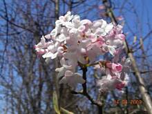 Fot. anka1966, Ja też się pytam -co to za krzew?