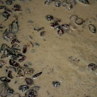 Roladki żurawinowo śliwkowe w  sosie kasiuli