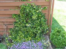 Fot. Ewelinka_inka, Maj rozkwita:)