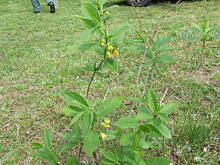 Fot. zielona53, Co to za roślina?