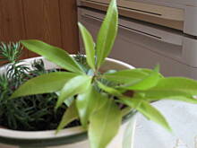 Fot. nina, Co to za roślinka ?