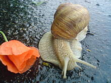 Fot. monia7301, Rodzinka ślimaczków