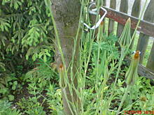 Fot. ssasanka, co to za roślinka?