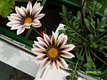 Fot. jasia, co to za kwiatek ?