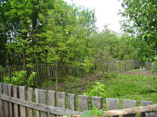 Fot. jaska2503, przesadzanie orzecha włoskiego