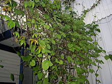 Fot. tineczka, Co to sie u mnie pnie?