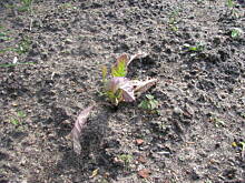 Fot. wipat, kalafior