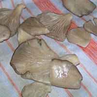 boczniaki z patelni krok po kroku