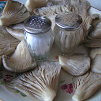 boczniaki z patelni krok po kroku