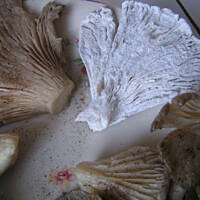 boczniaki z patelni krok po kroku