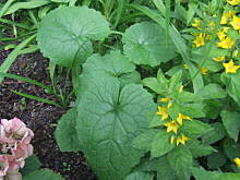 Fot. zielona53, Może znacie tę roslinę