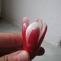 Dekoracja z rzodkiewki