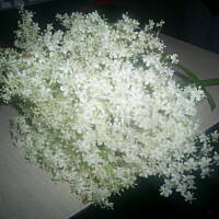 YO-Pyszny syrop z kwiatu czarnego bzu kasiuli