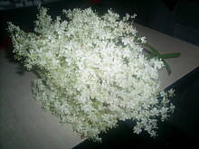 Fot. kasiul_a, YO-Pyszny syrop z kwiatu czarnego bzu kasiuli