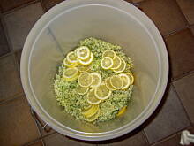 Fot. tineczka, Sok  z kwiatow czarnego bzu