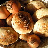 Cebulowe buleczki
