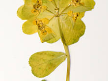 Fot. Wkn, Prośba o identyfikację polnej rośliny