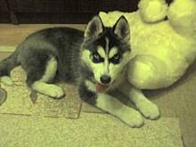 Fot. ANEETKA, Moja kochan suczka siberian husky ETI...