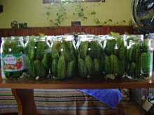 Fot. dajanka, Ogórki kiszone dajanki