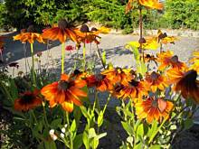 Fot. Agussia834, cóż to za kwiatek? ;)