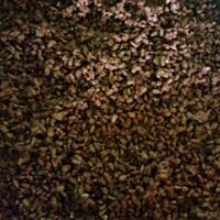 słonecznikowa pychotka