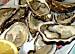 Fot. bahus, Ostrygi - wszystko o ostrygach