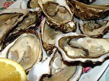 Fot. bahus, Ostrygi - wszystko o ostrygach